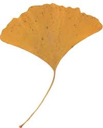 Attēlu rezultāti vaicājumam “Ginkgo biloba leaf”