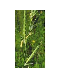 Attēlu rezultāti vaicājumam “Brachypodium pinnatum”