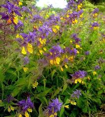 Attēlu rezultāti vaicājumam “Melampyrum nemorosum”