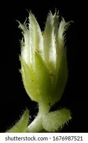 Attēlu rezultāti vaicājumam “Jovibarba globifera flower”