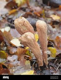 Attēlu rezultāti vaicājumam “Clavariadelphus pistillaris”