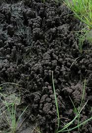 Attēlu rezultāti vaicājumam “Planaphrodes sp.”