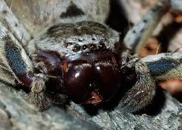 Attēlu rezultāti vaicājumam “Sparassidae”