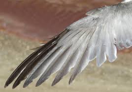 Attēlu rezultāti vaicājumam “Sternula albifrons”