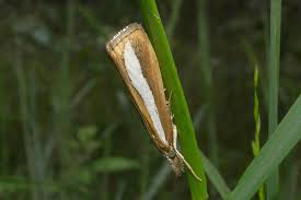 Attēlu rezultāti vaicājumam “Catoptria margaritella”