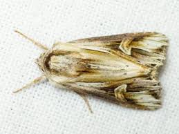 Attēlu rezultāti vaicājumam “Actinotia polyodon”