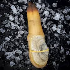Image result for geoduck