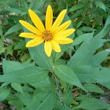 Attēlu rezultāti vaicājumam “Helianthus tuberosus flower”