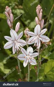 Image result for Asphodelus fistulosus