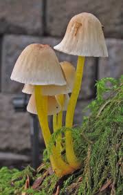 Attēlu rezultāti vaicājumam “Mycena epipterygia”