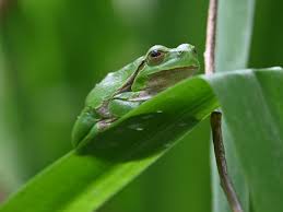 Attēlu rezultāti vaicājumam “Hyla arborea”