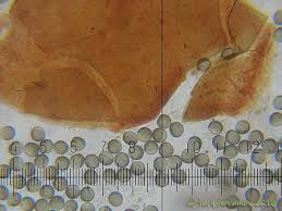 Attēlu rezultāti vaicājumam “Licea minima”