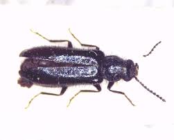 Attēlu rezultāti vaicājumam “Dasytes caeruleus”