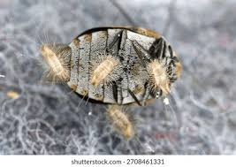 Attēlu rezultāti vaicājumam “Anthrenus sp. imago”