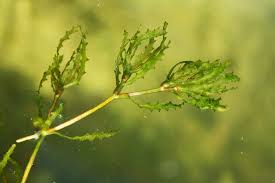 Attēlu rezultāti vaicājumam “Najas marina leaf”