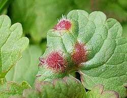 Attēlu rezultāti vaicājumam “Liposthenes glechomae”