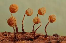 Attēlu rezultāti vaicājumam “Cribraria aurantiaca var. persoonii macro”