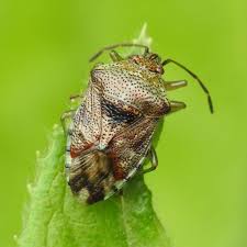 Attēlu rezultāti vaicājumam “Elasmucha grisea imago”