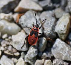 Attēlu rezultāti vaicājumam “Pyrrhocoris apterus nymph”