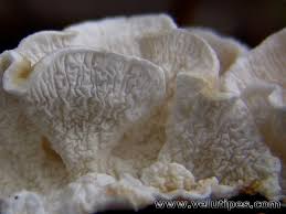 Attēlu rezultāti vaicājumam “Plicatura nivea”