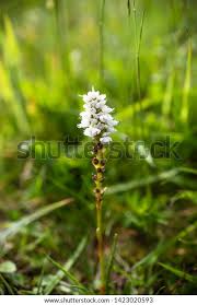 Attēlu rezultāti vaicājumam “Bistorta vivipara flower”