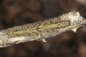 Attēlu rezultāti vaicājumam “Atolmis rubricollis”