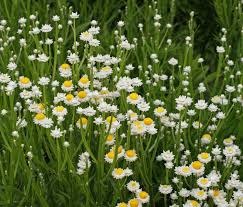 Image result for Helichrysum subulifolium