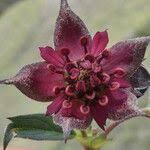 Attēlu rezultāti vaicājumam “Comarum palustre fruit”