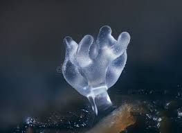 Attēlu rezultāti vaicājumam “Ceratiomyxa porioides plasmodium”