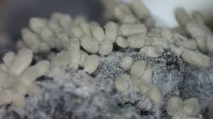 Attēlu rezultāti vaicājumam “Arcyria cinerea”