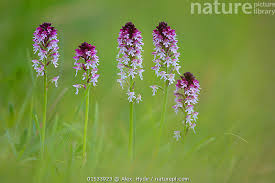 Attēlu rezultāti vaicājumam “Orchis ustulata”