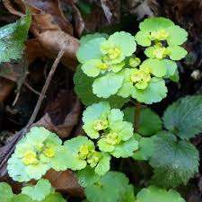 Attēlu rezultāti vaicājumam “Chrysosplenium alternifolium flower”