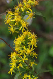 Image result for Solidago virgaurea