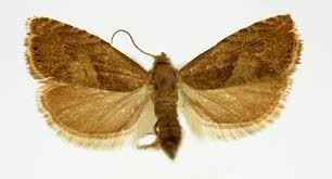 Attēlu rezultāti vaicājumam “Dichrorampha simpliciana”