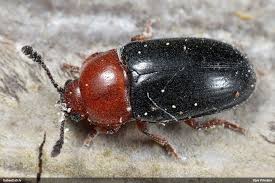 Attēlu rezultāti vaicājumam “Triplax russica”