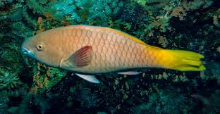 Image result for Scarus ferrugineus