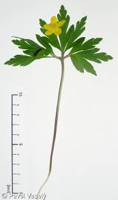 Attēlu rezultāti vaicājumam “Anemone ranunculoides bud”