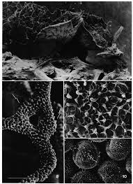 Attēlu rezultāti vaicājumam “Arcyria imperialis stalked”