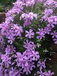 Image result for Steinnelke