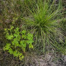 Attēlu rezultāti vaicājumam “Alchemilla subcrenata”