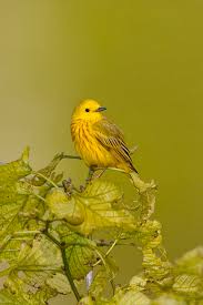 Image result for Dendroica petechia