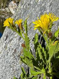 Attēlu rezultāti vaicājumam “Carex globularis flower”