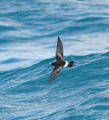 Image result for Oceanites oceanicus