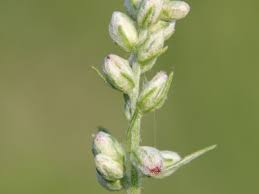 Attēlu rezultāti vaicājumam “Artemisia vulgaris bud”
