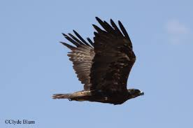 Attēlu rezultāti vaicājumam “Aquila chrysaetos adult”