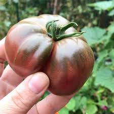 Afbeeldingsresultaat voor black sea man tomato