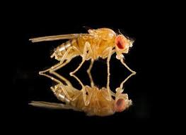 Attēlu rezultāti vaicājumam “Drosophila melanogaster”