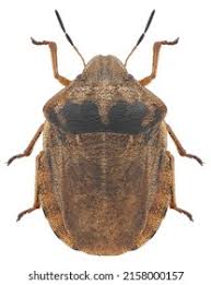 Attēlu rezultāti vaicājumam “Eurygaster testudinaria imago”