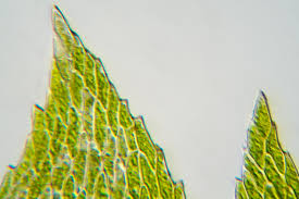 Attēlu rezultāti vaicājumam “Eurhynchium hians”