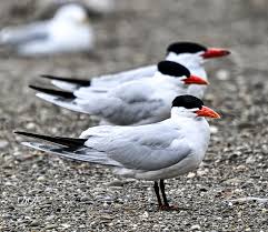 Attēlu rezultāti vaicājumam “Hydroprogne caspia”